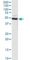 Anti-UBA5 Mouse Polyclonal Antibody