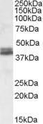 Anti-NDEL1 Antibody (A82965) (0.1 µg/ml) staining of Human Cerebellum lysate (35 µg protein in RIPA buffer). Primary incubation was 1 hour. Detected by chemilu minescence