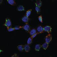 Anti-ENG Mouse Monoclonal Antibody [clone: 3A9]