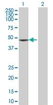 Anti-TNNT2 Mouse Polyclonal Antibody