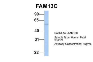 Anti-FAM13C Rabbit Polyclonal Antibody