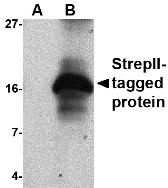 Western blot analysis of 50ng of StrepII-tagged recombinant protein with StrepII antibody at 1 &#956;g/mL in (A) the absence or (B) the presence of blocking peptide.