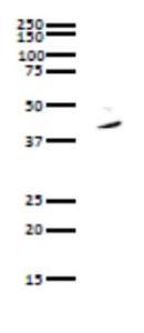 Anti-PURA Antibody