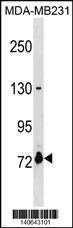 Anti-ASNSD1 Rabbit Polyclonal Antibody (PE (Phycoerythrin))