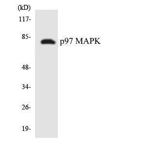 Western blot analysis of the lysates from Jurkat cells using Anti-p97 MAPK Antibody