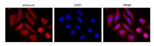 Anti-PURA Antibody