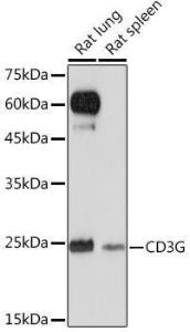 Anti-CD3G Rabbit Monoclonal Antibody [clone: ARC2105]