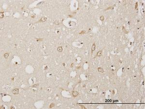 Anti-USP3 Mouse Polyclonal Antibody