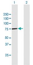 Anti-NPLOC4 (nuclear Protein localization 4 homolog (S. cerevisiae)) Mouse Polyclonal Antibody