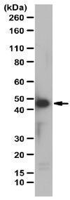 Anti-CASP1 Rabbit polyclonal antibody