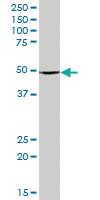 Anti-ABAT Mouse Polyclonal Antibody