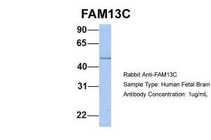 Anti-FAM13C Rabbit Polyclonal Antibody