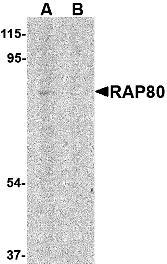 Western blot analysis of RAP80 in 293 cell lysate in (A) the absence and (B) presence of blocking peptide with RAP80 antibody at 1 &#956;g/mL.