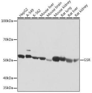 Western blot analysis of extracts of various cell lines, using Anti-Glutathione Reductase Antibody [ARC1034] (A308996) at 1:1,000 dilution The secondary antibody was Goat Anti-Rabbit IgG H&L Antibody (HRP) at 1:10,000 dilution Lysates/proteins were present at 25 µg per lane