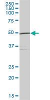 Anti-UBA5 Mouse Polyclonal Antibody