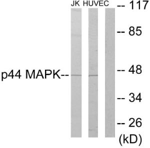 Anti-ERK1+ERK2 Rabbit Polyclonal Antibody