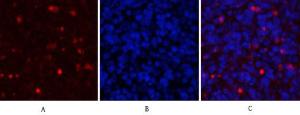 Immunofluorescence analysis of rat spleen tissue using Anti-MCL1 Antibody (red) at 1:200 (4°C overnight). Cy3 labelled secondary antibody was used at 1:300 (RT 50min). Panel A: Target. Panel B: DAPI. Panel C: Merge.