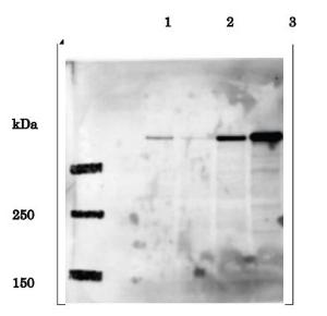 Anti-EDD Antibody