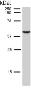 Detection of cytokeratin 19 in MCF-7 cell lysate by Anti-Cytokeratin 19 Antibody (A86512)