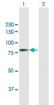 Anti-DYNC1I2 Mouse Polyclonal Antibody