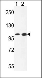 Anti-NCOA7 Rabbit Polyclonal Antibody (FITC (Fluorescein Isothiocyanate))