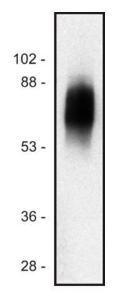 Western blot of human Jurkat T cell line lysate (1% laurylmaltoside); non-reduced sample, immunostained by&nbsp;Anti-SIT Antibody (A86514) and&nbsp;Goat Anti-Mouse IgG Antibody (H+L) (HRP)