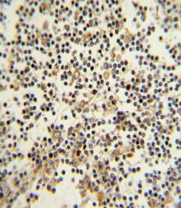 Anti-CD82 Rabbit Polyclonal Antibody (Biotin)