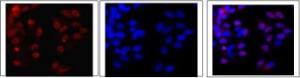 Anti-EDD Antibody