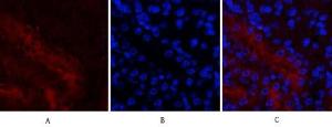 Immunofluorescence analysis of mouse kidney tissue using Anti-MCL1 Antibody (red) at 1:200 (4°C overnight). Cy3 labelled secondary antibody was used at 1:300 (RT 50min). Panel A: Target. Panel B: DAPI. Panel C: Merge.