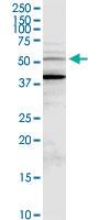 Anti-MDM4 Rabbit Polyclonal Antibody