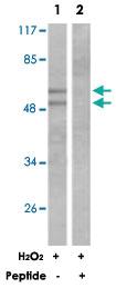 Anti-CD180 Rabbit Polyclonal Antibody