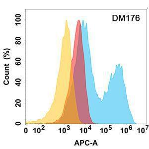 CD10 protein is highly expressed on the surface of Expi293 cell membran