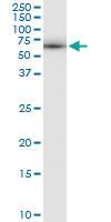 Anti-DYNC1LI2 Rabbit Polyclonal Antibody