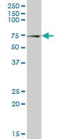 Anti-NPLOC4 (nuclear Protein localization 4 homolog (S. cerevisiae)) Mouse Polyclonal Antibody