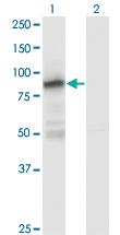 Anti-ZNF287 Mouse Monoclonal Antibody [clone: 1A2]