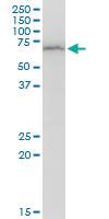 Anti-DEPDC7 Mouse Polyclonal Antibody