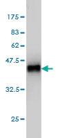 Anti-MAPK13 Mouse Monoclonal Antibody [clone: 2D8]