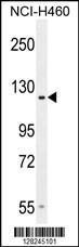 Anti-GPR144 Rabbit Polyclonal Antibody (PE (Phycoerythrin))