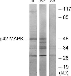 Western blot analysis of lysates from Jurkat and 293 cells using Anti-p42 MAPK Antibody The right hand lane represents a negative control, where the antibody is blocked by the immunising peptide