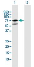 Anti-MDM4 Rabbit Polyclonal Antibody