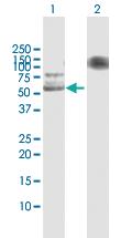 Anti-USP3 Rabbit Polyclonal Antibody