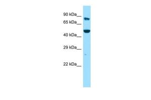 Anti-KMO Rabbit Polyclonal Antibody