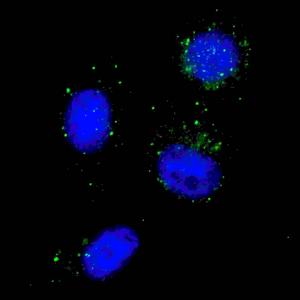 Anti-BECN1 Rabbit Polyclonal Antibody (FITC (Fluorescein Isothiocyanate))