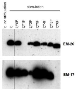 Reactivity of Anti-CD3 zeta