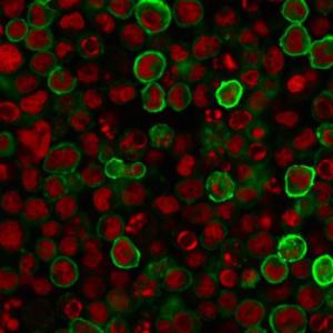 Immunofluorescent analysis of U937 cells stained with Anti-CD15 Antibody [MY-1] followed by Goat Anti-Mouse IgG (CF&#174; 488) (Green). Nuclei are stained with RedDot.