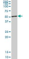 Anti-STAMBP Mouse Polyclonal Antibody