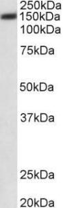 Anti-PMCA1 Goat Polyclonal Antibody