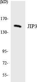 Western blot analysis of the lysates from HepG2 cells using Anti-JIP3 Antibody