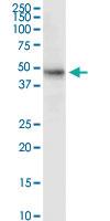 Anti-MDM4 Rabbit Polyclonal Antibody