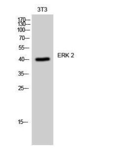 Western blot analysis of 3T3 cells using Anti-p42 MAPK Antibody